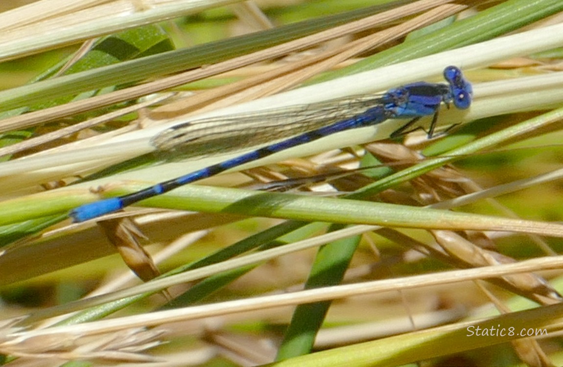 blue coloured damselfly standing in the grass