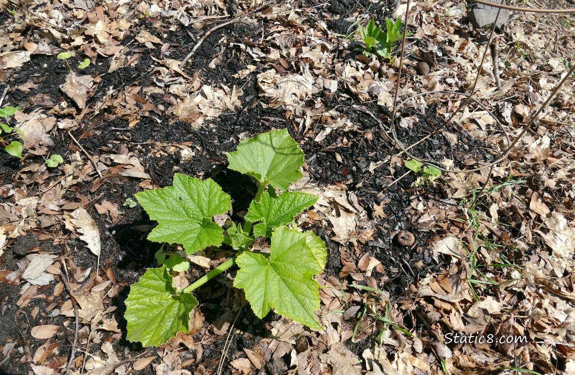 Squash plants growing