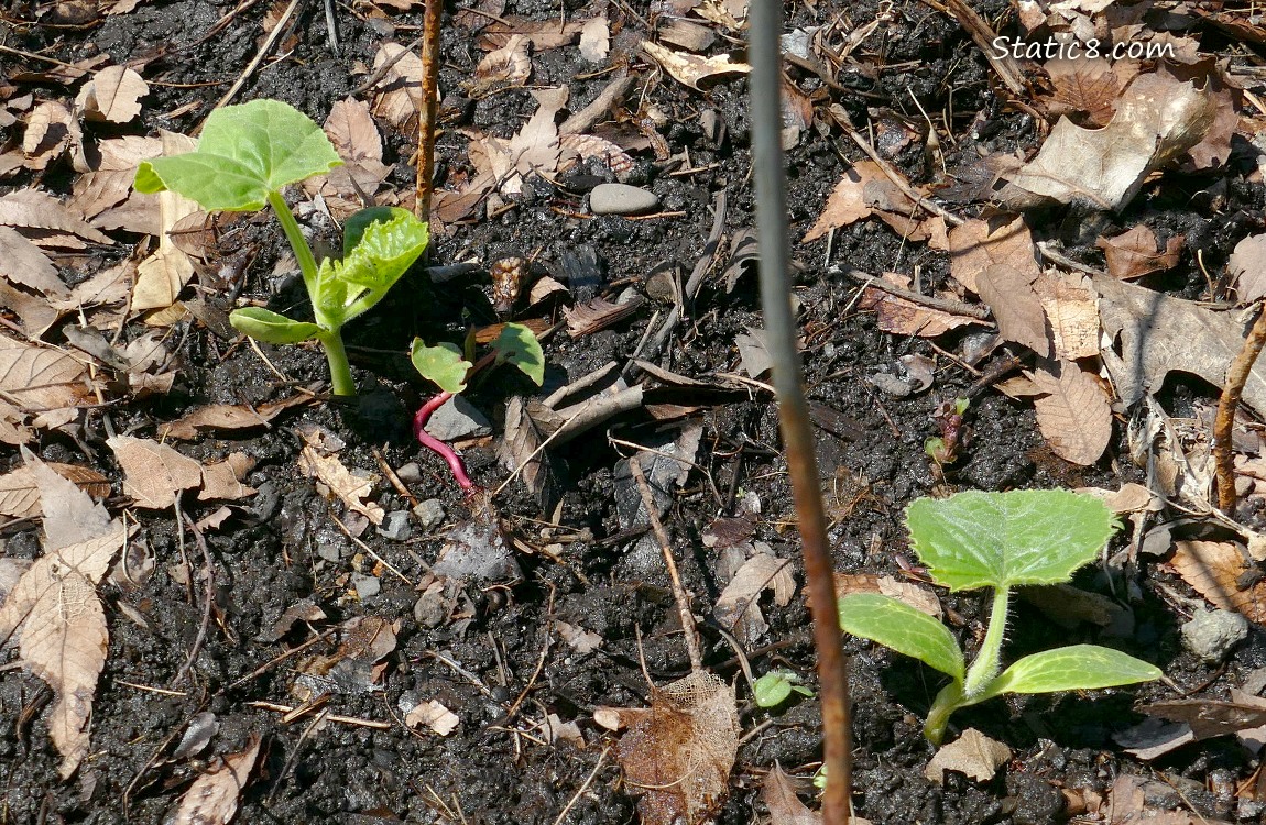two Squash seedlings growing in the ground