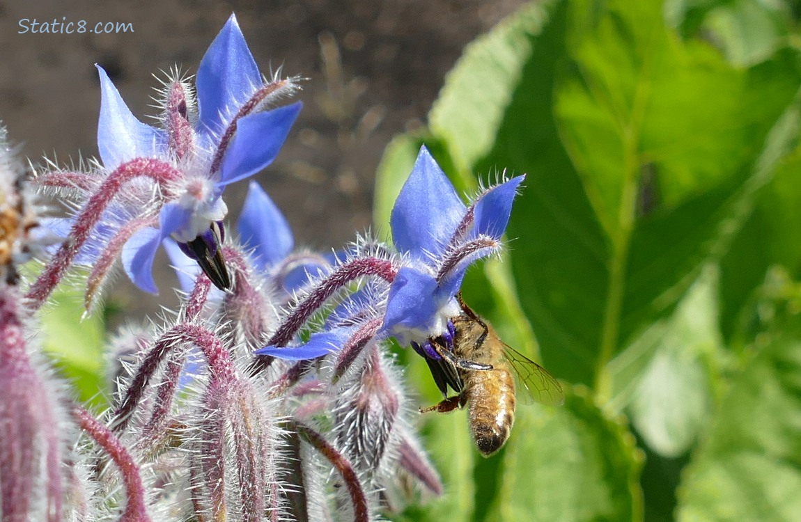 Honey Bee on a Borage bloom