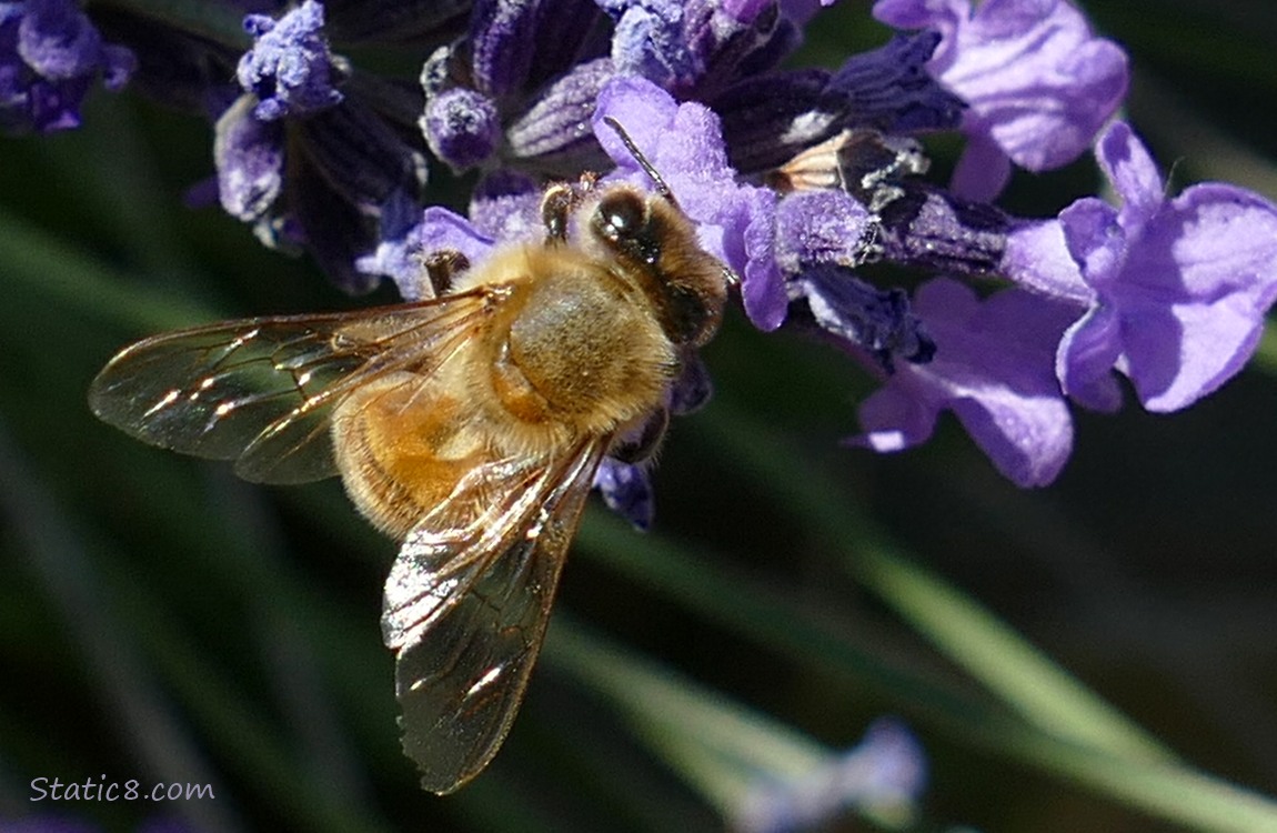 Honey Bee hanging from Lavender blooms