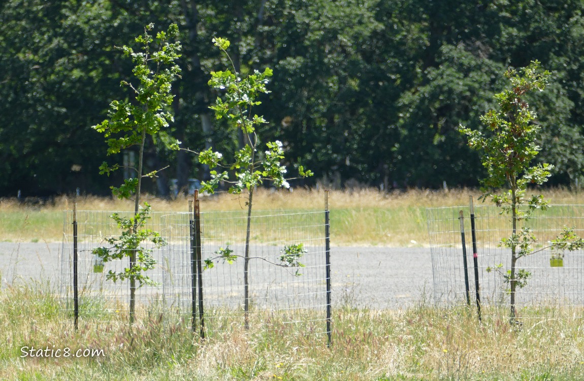 Oak Saplings with dark trees in the background