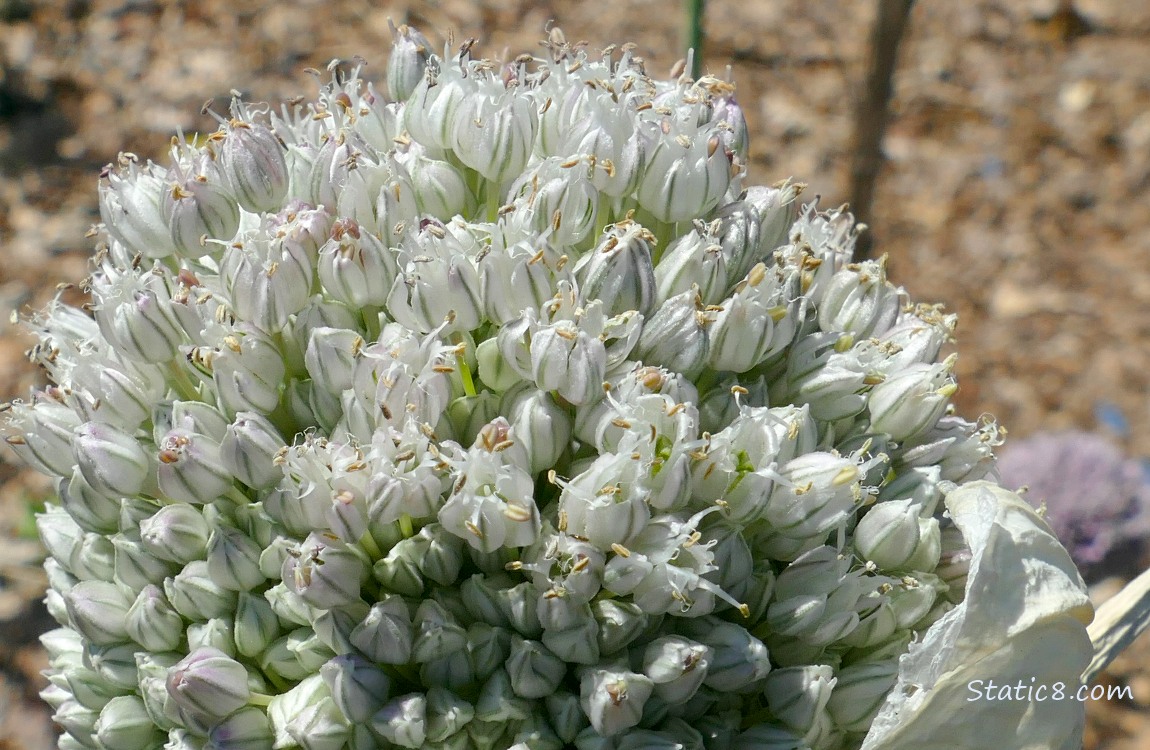 Leek blossom