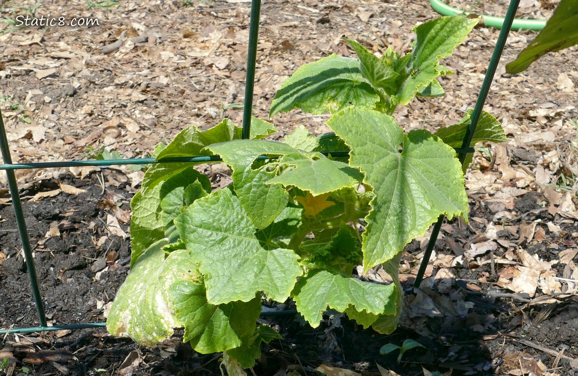 Growinig Cucumber plant