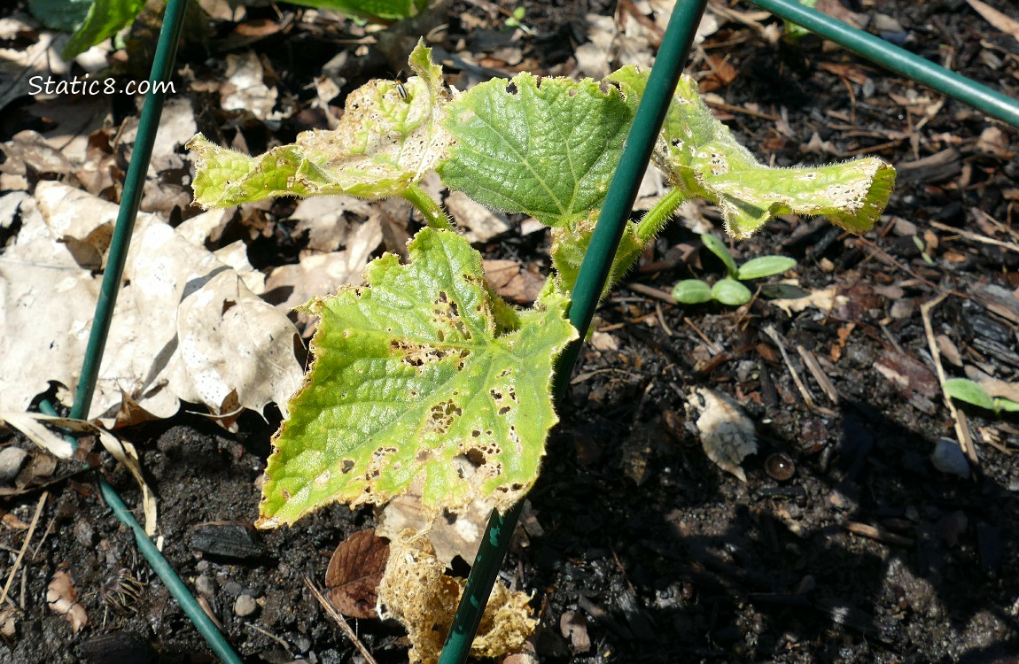 small Cucumber plant with damaged leaves