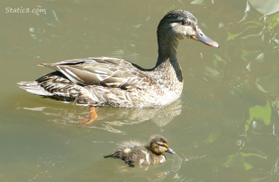 Mama Mallard with one newborn duckling paddling on the water