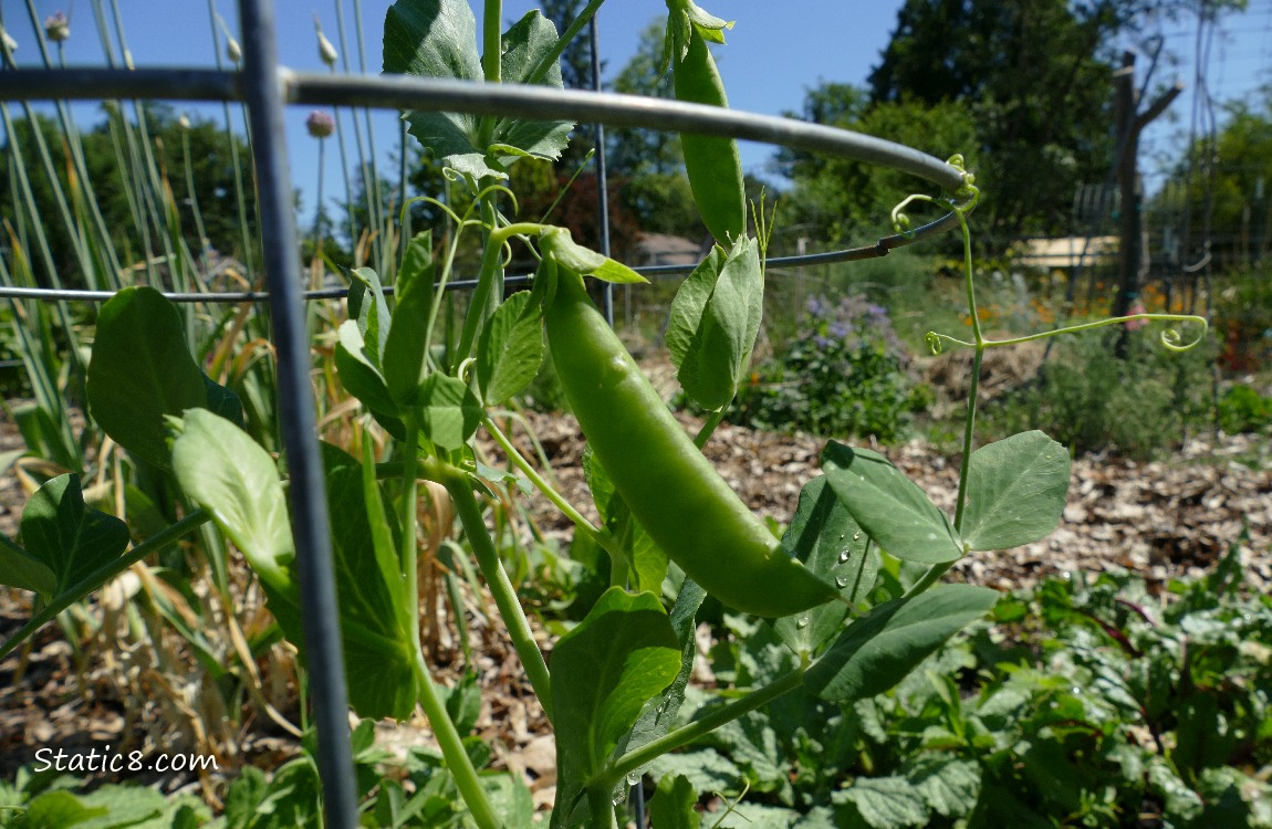 Snap Pea growing on the vine