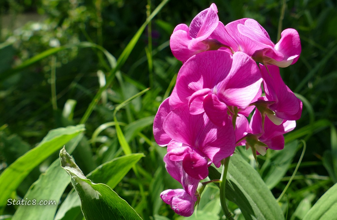 Hot pink Sweet Pea blooms in the grass