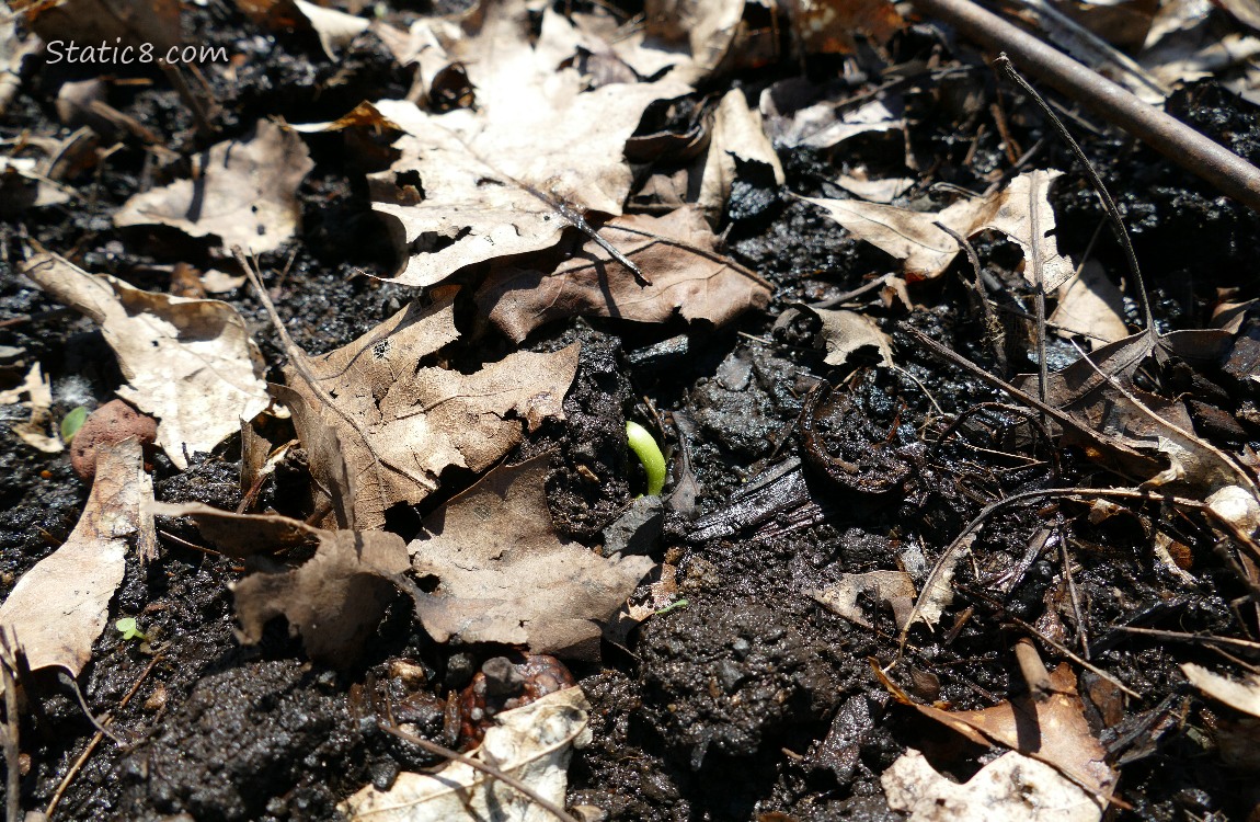 Bean germinating in the ground