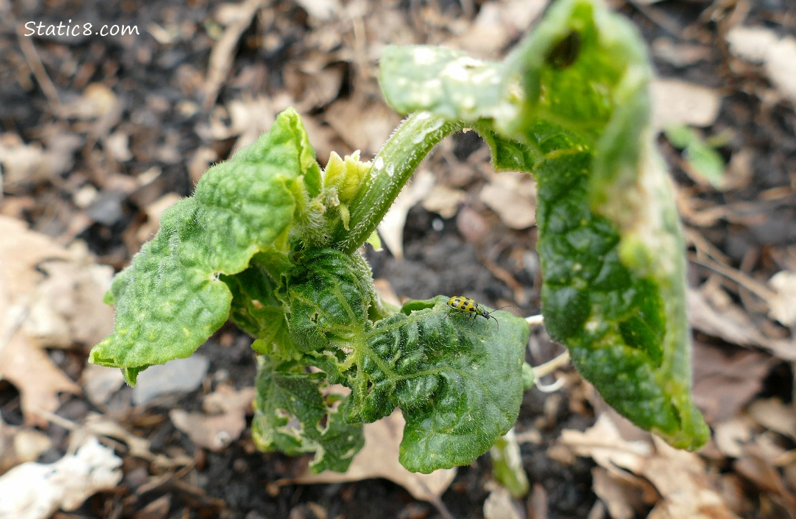 warped cucumber plant