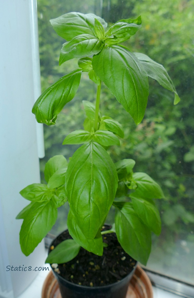 Basil plant on a window sill