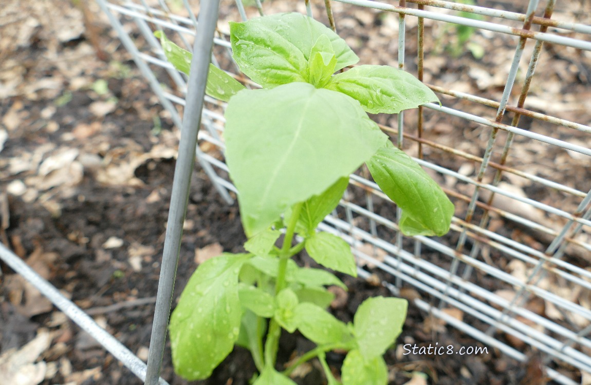Basil plant under a metal grid