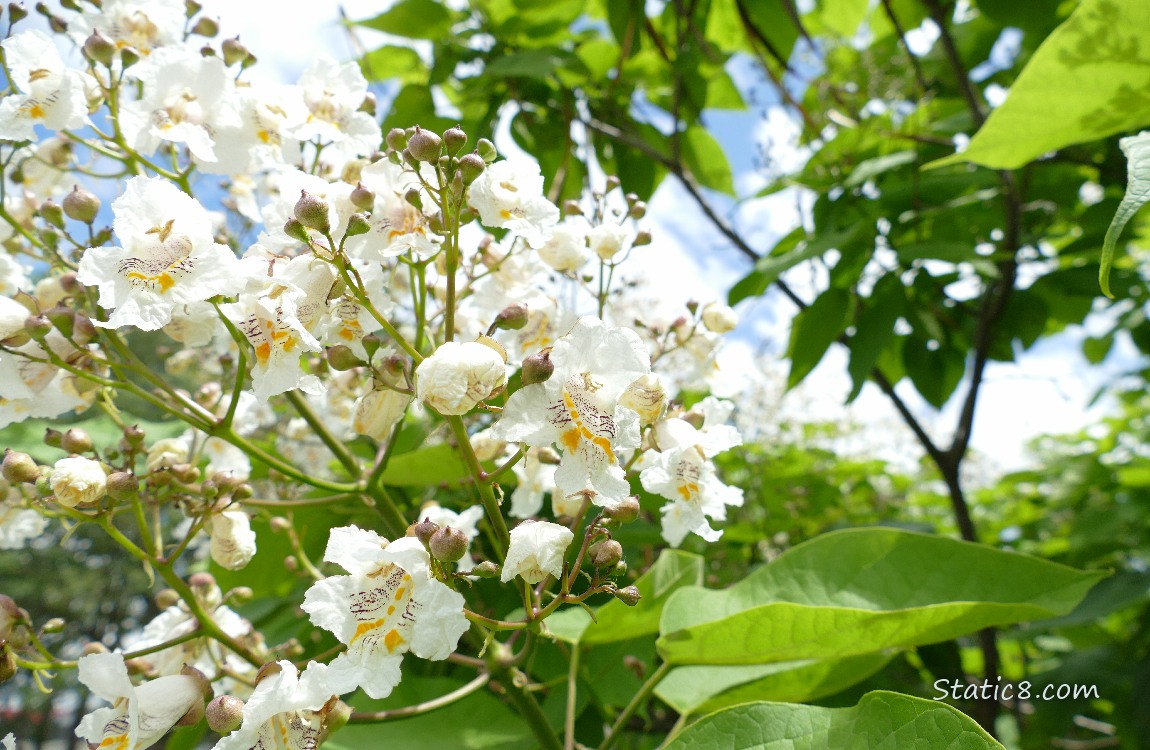 Catalpa tree blooms