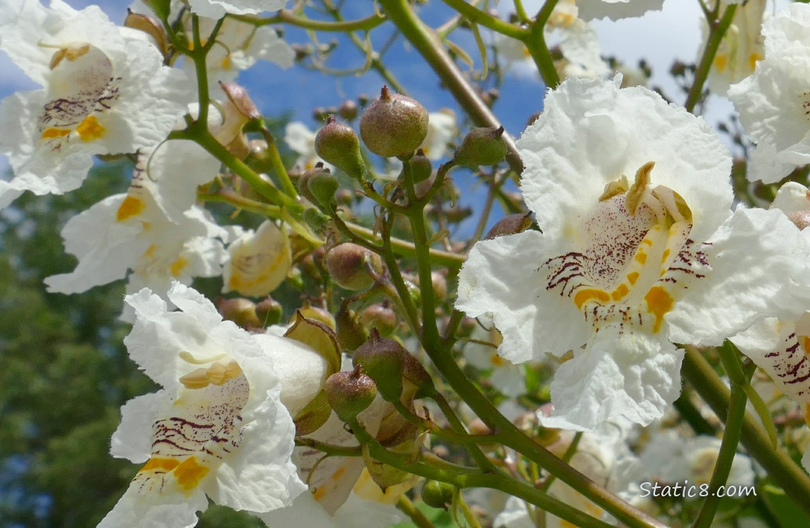 Catalpa tree blooms