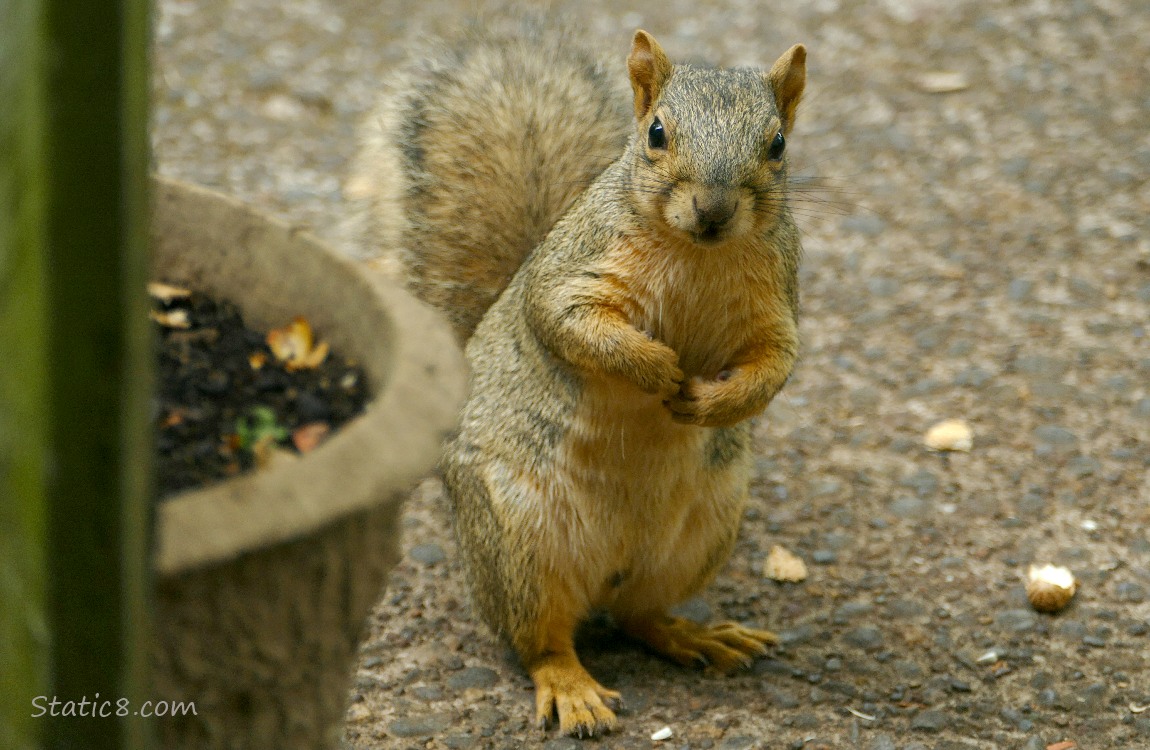 Squirrel standing on the sidewalk