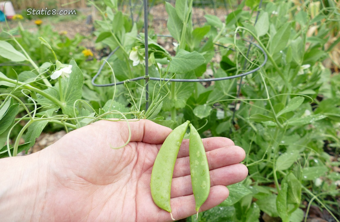Hand holding two pea pods in front of pea plants