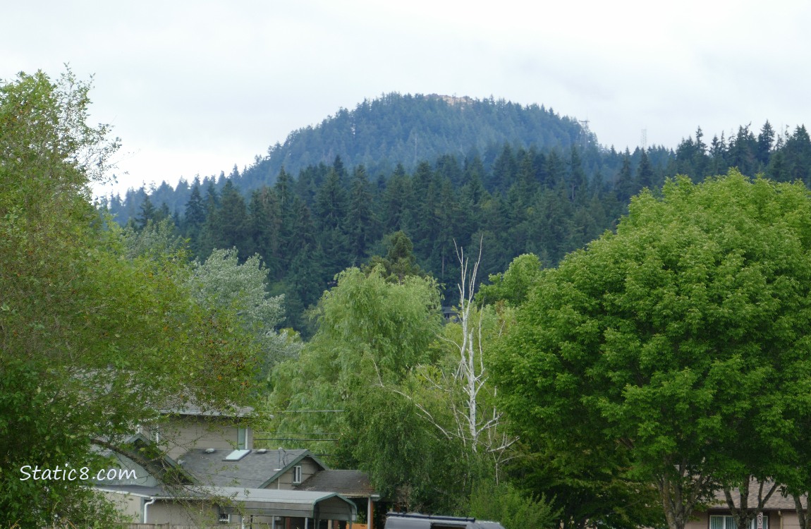 Trees on the hill, grey sky above