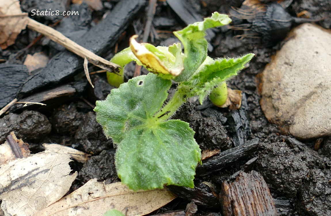 Cucumber seedling