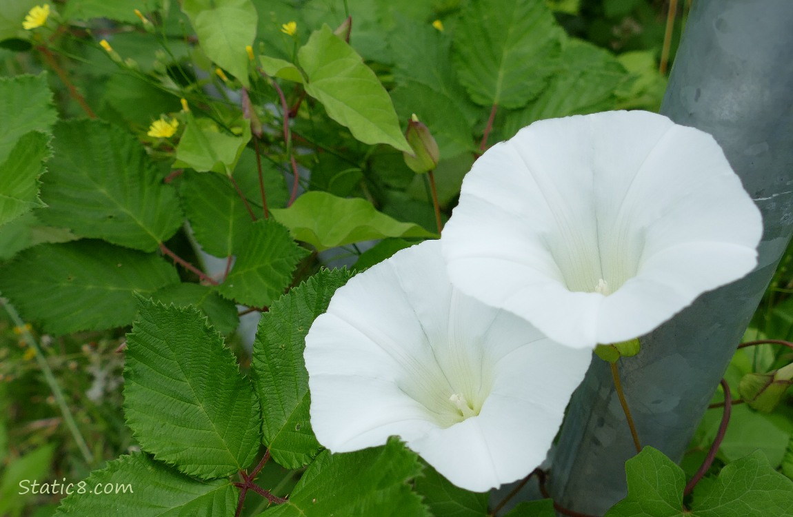 White Morning Glory blooms