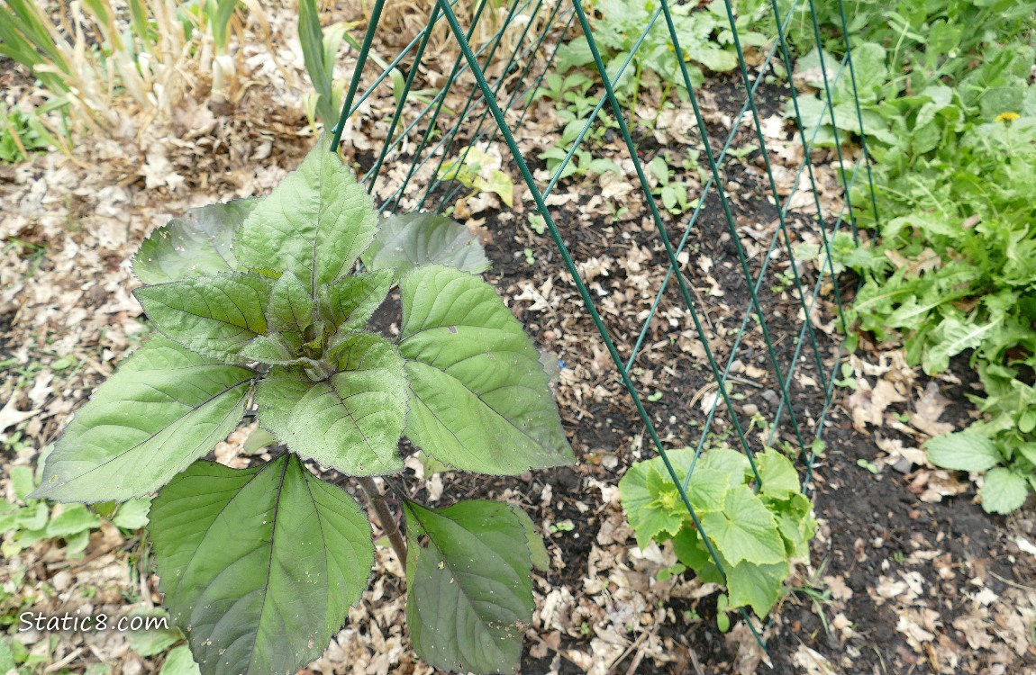 Sunflower next to a cucumber plant