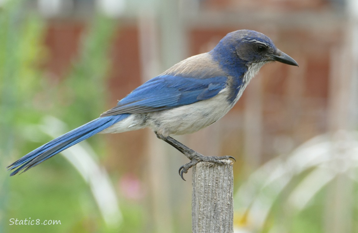 Scrub Jay standing on a wood post