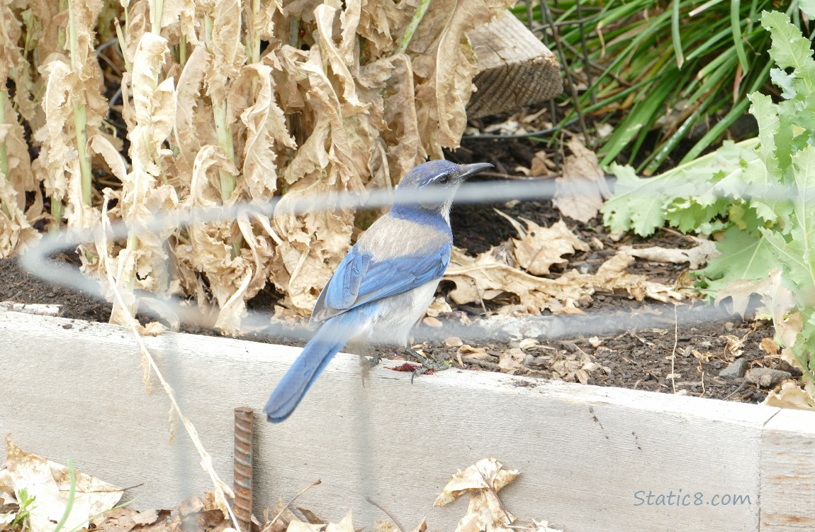 Scrub Jay standing on the edge of a raised bed