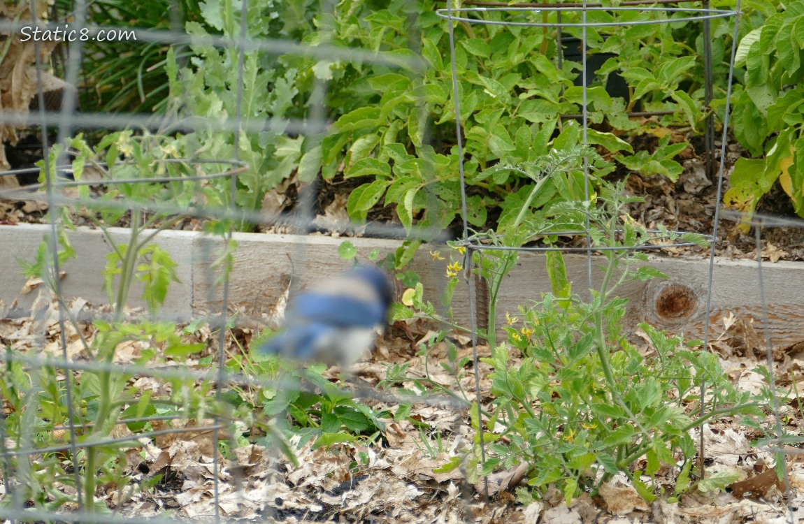 Blue Blur in a garden