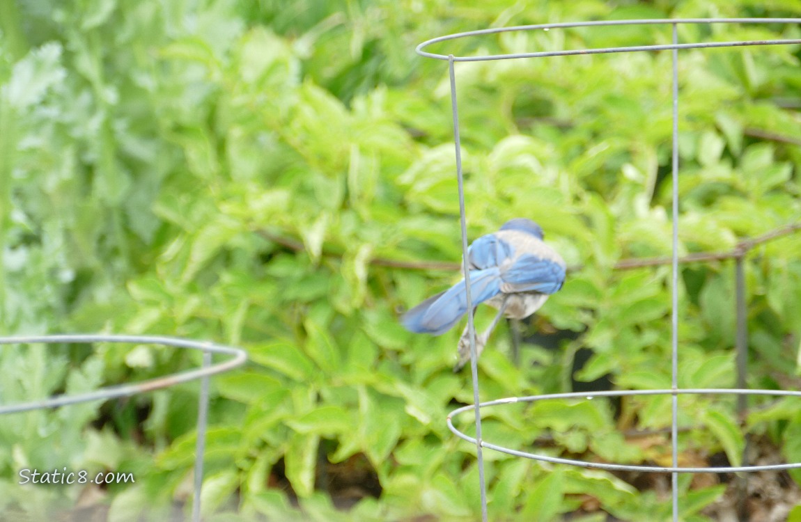 Scrub Jay bouncing away from her perch on the tomato cage