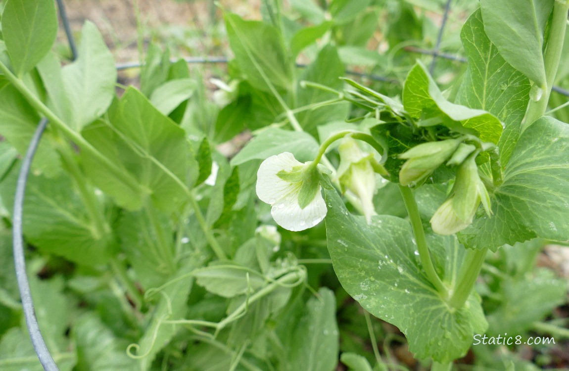 Pea plant blooms