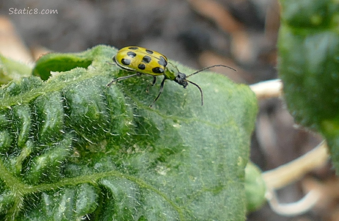 Spotted Cucumber Beetle standing on a green leaf
