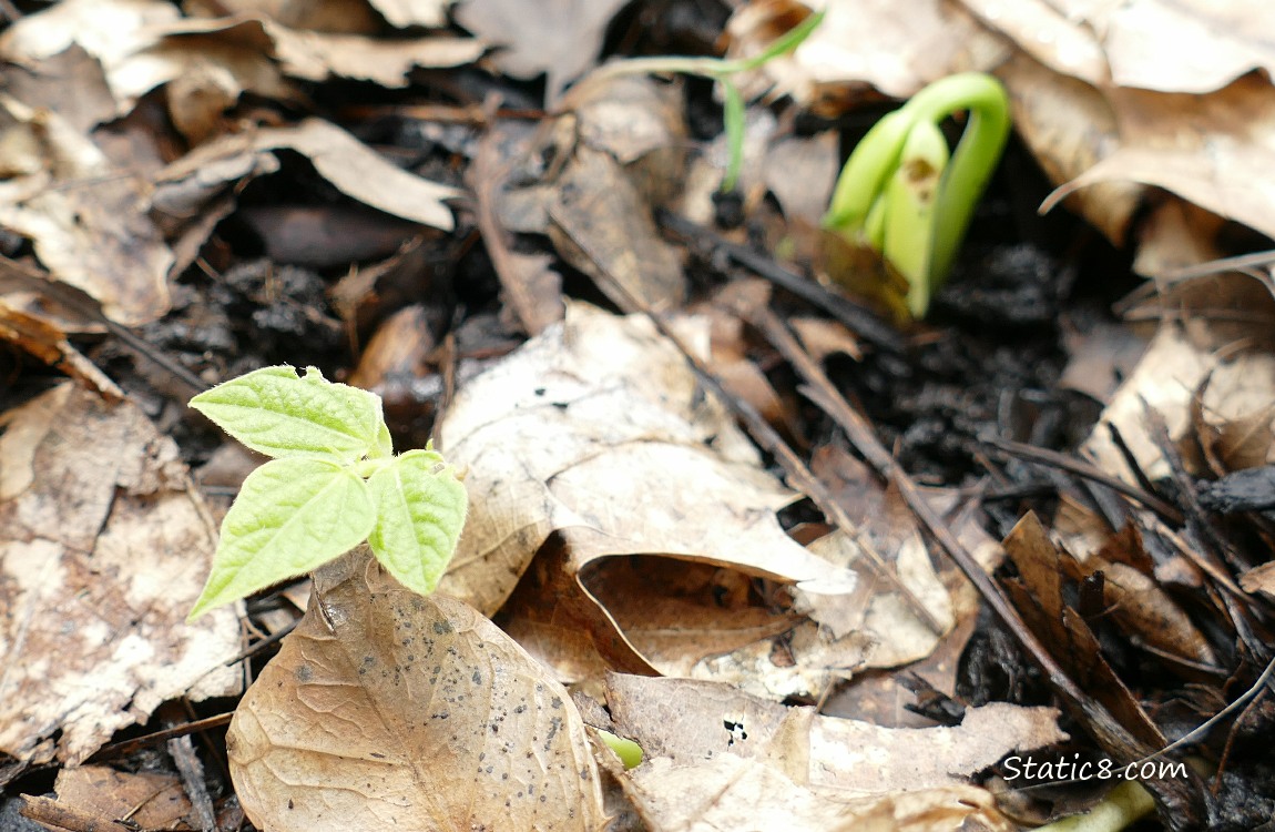 Bean seedlings growing