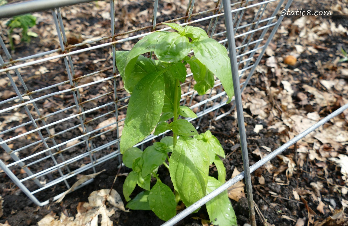 Basil plant under a metal grid