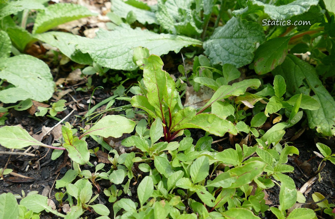 Beet seedlings surrounded by weeds