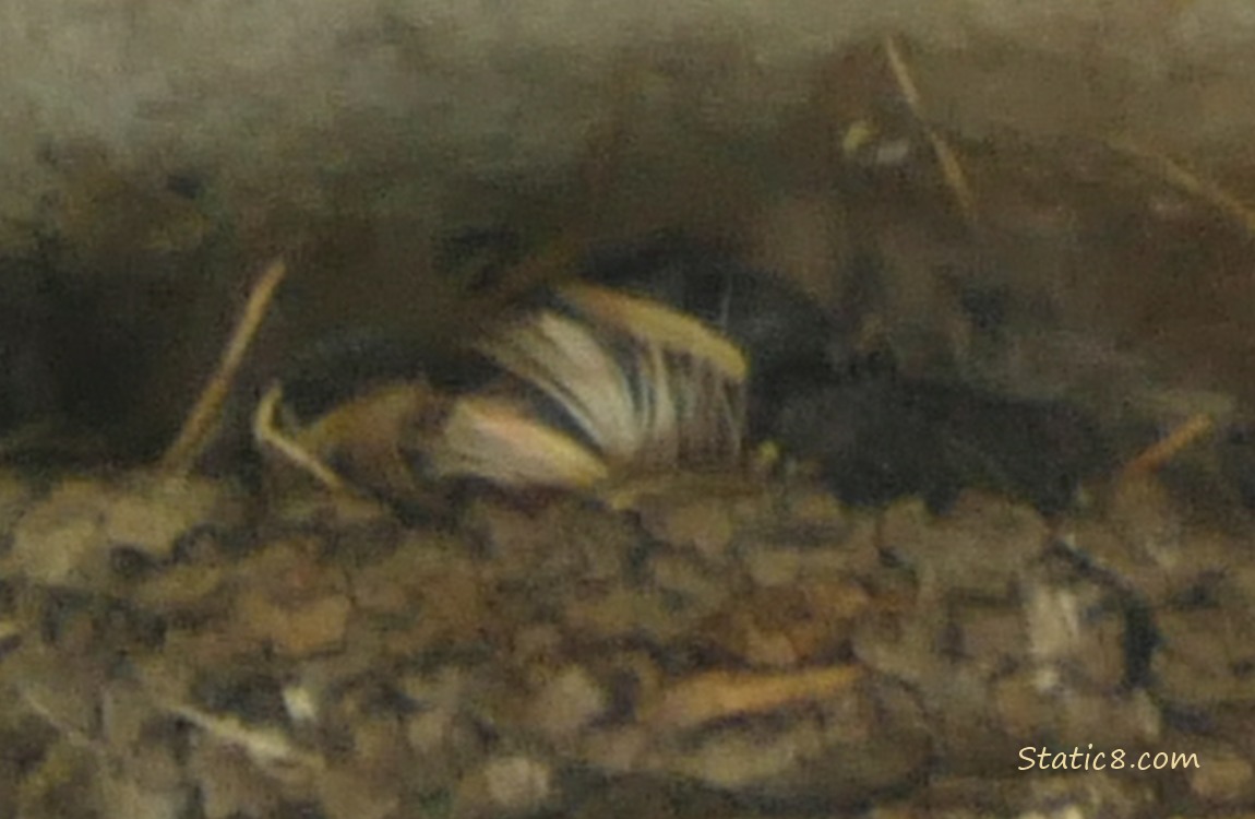 Barn Swallow babies in the nest