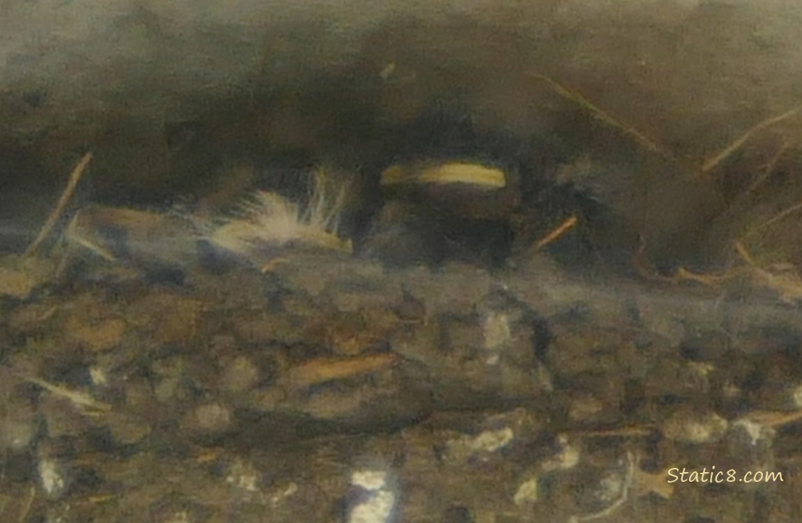 Barn Swallow babies in the nest