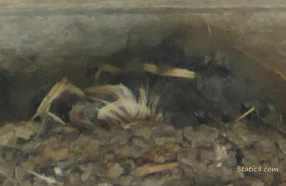 Barn Swallow babies in the nest