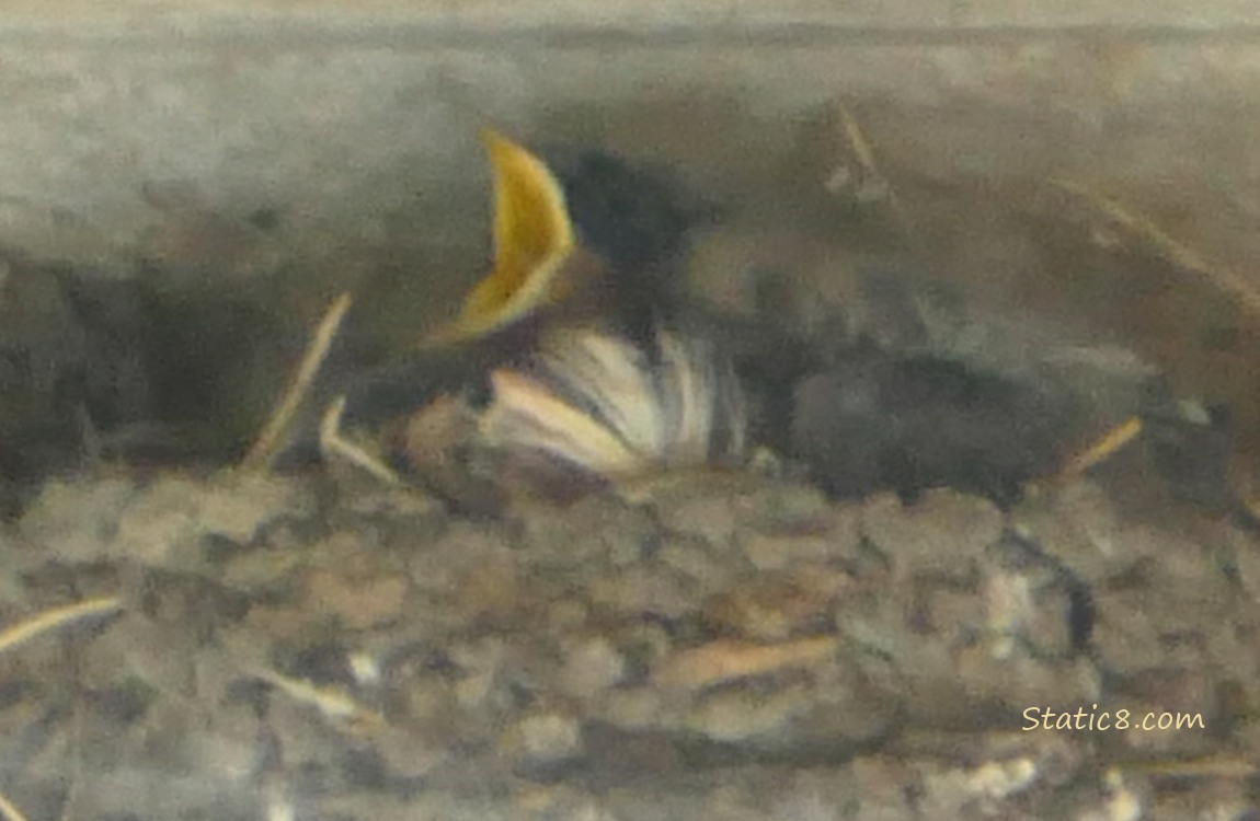 Barn Swallow Baby begging in the nest