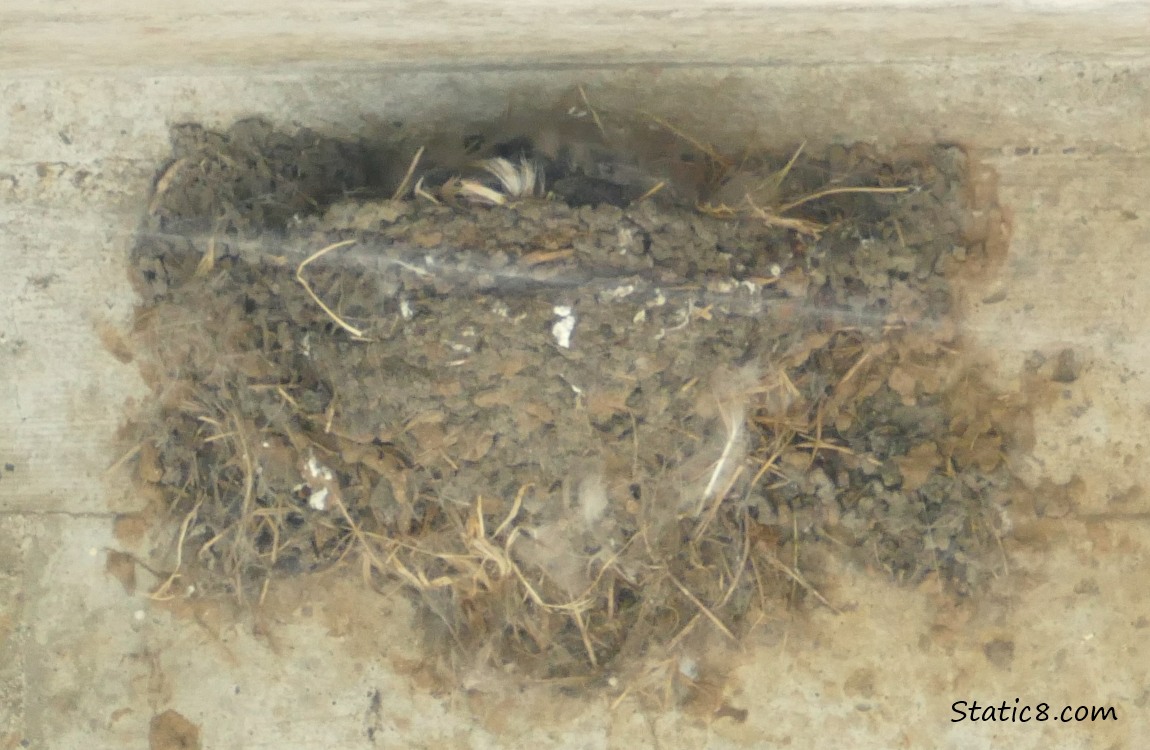 Barn Swallow nest