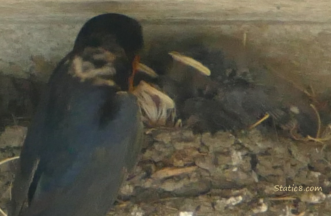 Barn Swallow parent at the nest with babies in it