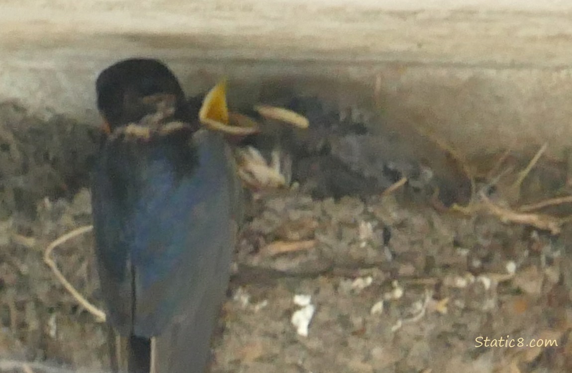 Barn Swallow parent at the nest with babies in it