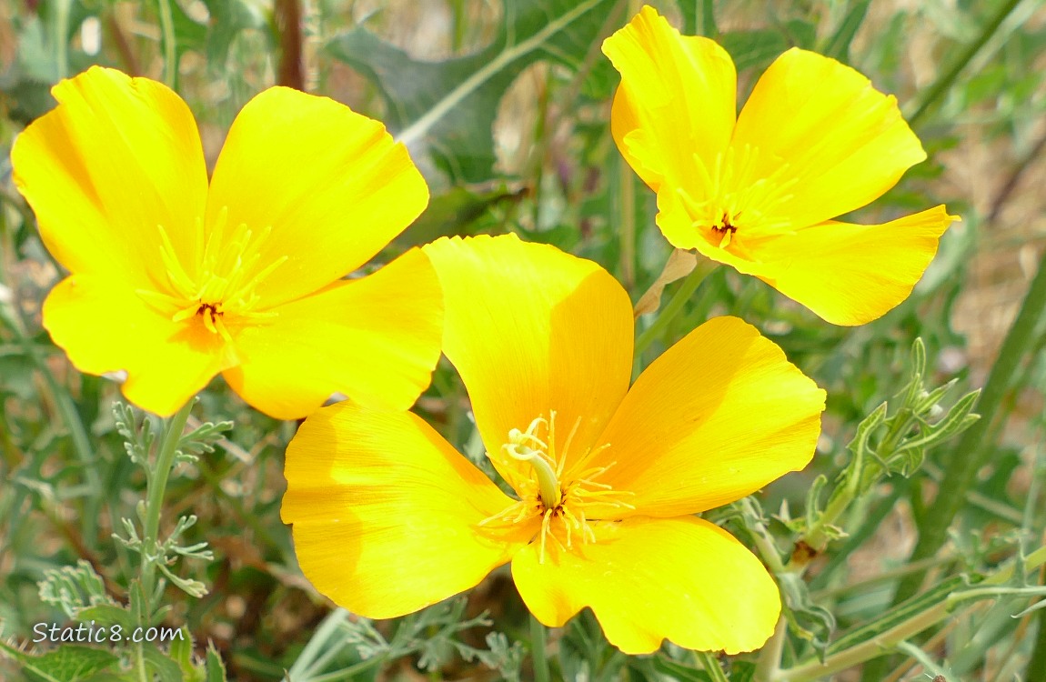 California Poppy blooms