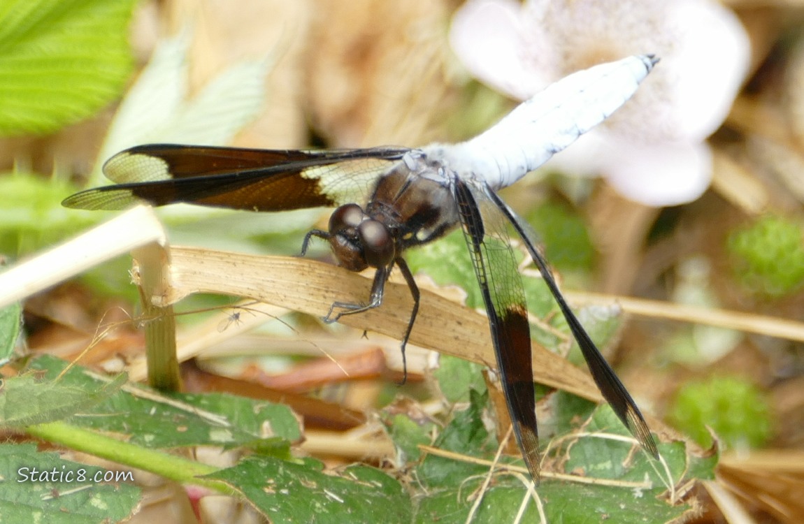 Common Whitetail Dragonfly standing on a blade of grass