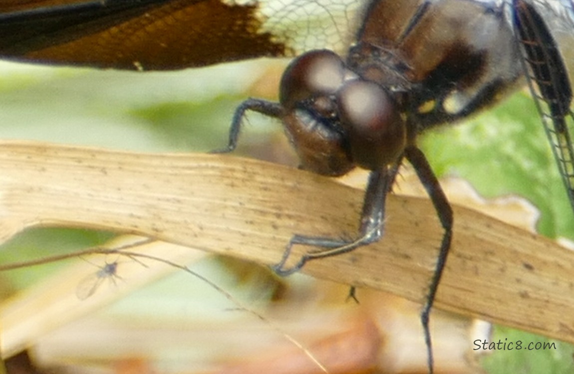 Dragonfly and a bug on the other side of the blade of grass