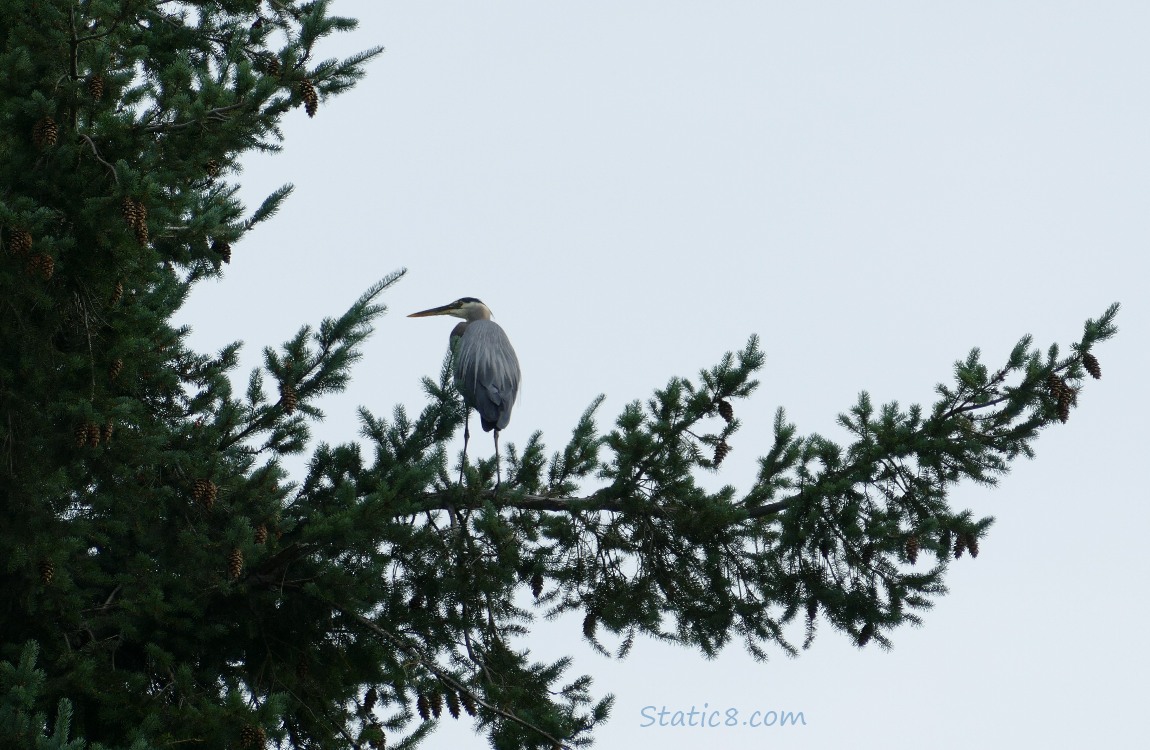 Great Blue Heron standing in a fir tree