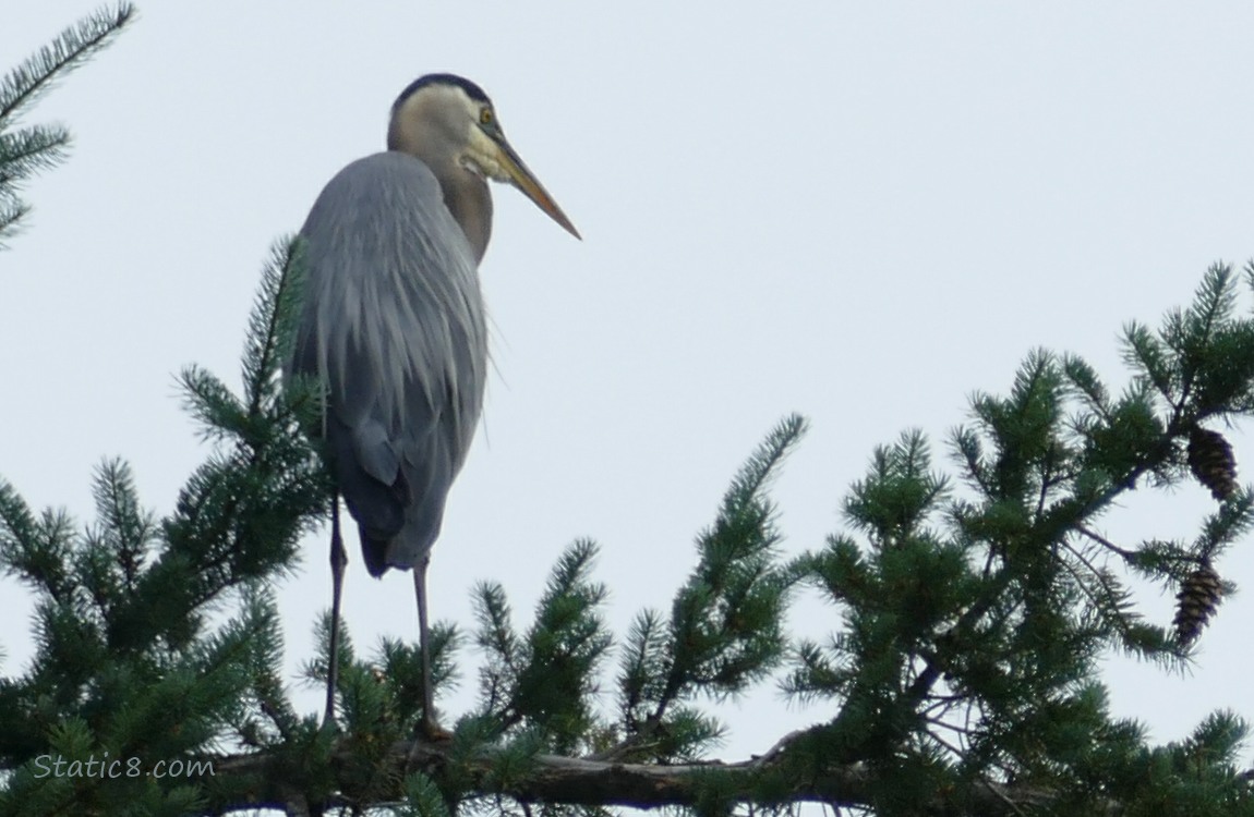 Great Blue Heron standing in a fir tree