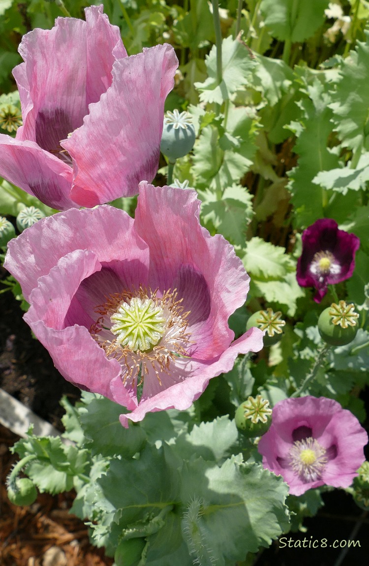 Pink Breadseed Poppy blooms