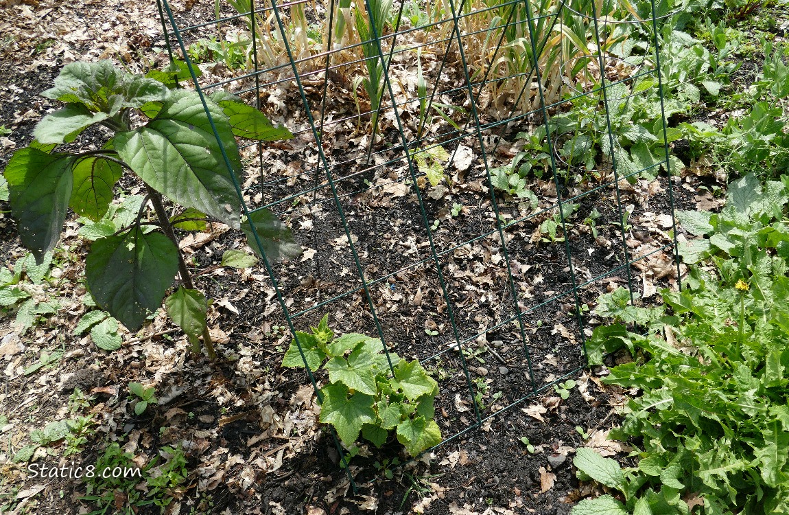 Sunflower and garden trellis