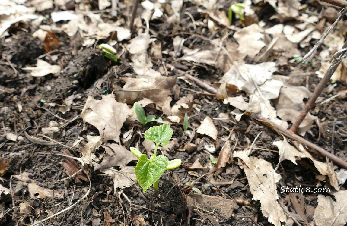 Bean seedlings in the dirt