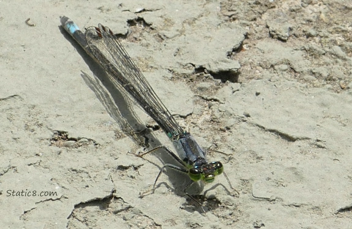 Damselfly sitting on a concrete surface