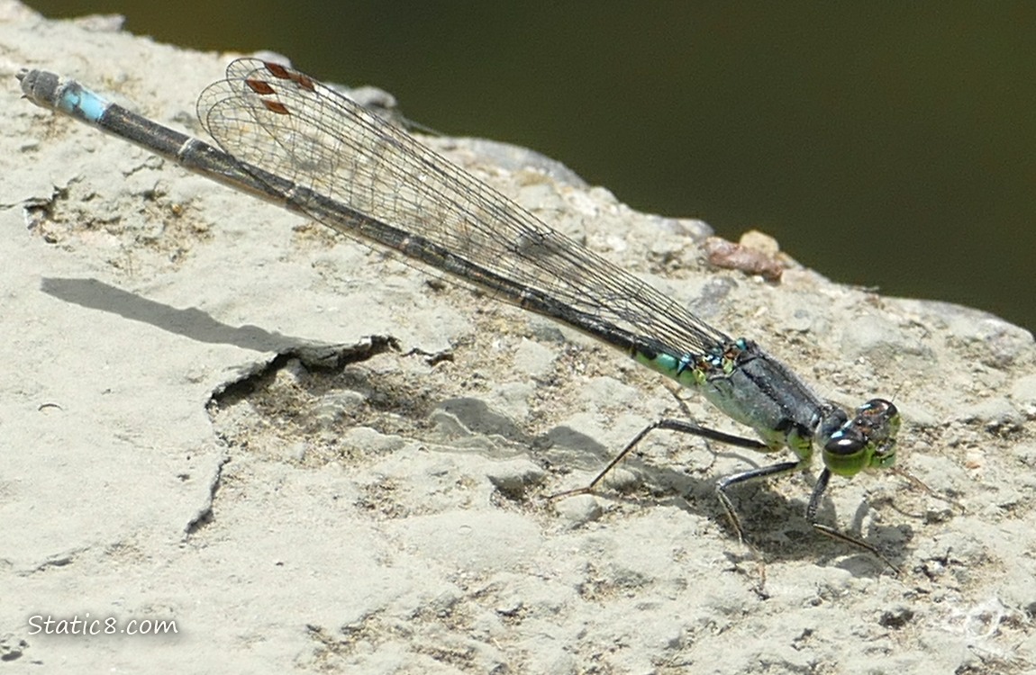Damselfly standing on a concrete surface